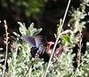 Bigbird > Favorite Photos:Some of my personal favorites, from here, there and everywhere >   Pipevine Swallowtail, Boyce Thompson Arboretum, Superior, AZ