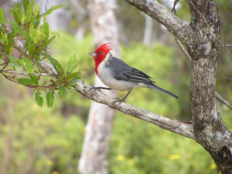 Bigbird > Red-crested Cardinal, Kalalau Lookout, Koke'e Park, Kaua'i, HI,  aug 27, 2005