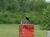 Bigbird > Birds >  873, bobolink, Macky Rd, Perch River WMA, NY, may 31, 2004