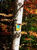 Bigbird > The Adirondacks -Fall, 2007 >  Forest Home Rd, oct 4, 2007CIMG0553a