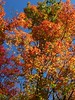 Bigbird > The Adirondacks -Fall, 2007 >  Forest Home Rd, oct 4, 2007CIMG0554a