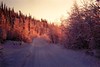 Bigbird > Rhime Frost -48 F, off Badger Rd, North Pole, Alaska, jan 1972a