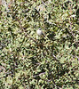 Bigbird > Bushtit, Interior race, Sycamore Creek, Sunflower, AZ, nov 30, 2006