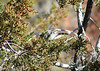 Bigbird > Bushtit, Interior race, Sycamore Creek, Sunflower, AZ, nov 30, 2006