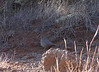 Bigbird > Canyon Towhee, Sycamore creek, Sunflower, AZ, nov 30, 2006