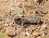 Bigbird > Chipping Sparrow,  Sycamore creek, Sunflower, AZ, nov 30, 2006