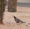 Bigbird > Birds >  Gamble's Quail,  Scottsdale, AZ nov 28, 2006 025ad