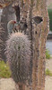 Bigbird > Birds >  Gila Woodpecker, Scottsdale, AZ nov 28, 2006 030
