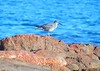 Wandering Tattler, Salt Pond Beach, Hanapepe, Kaua'i, HI,  aug 27, 2005