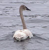 Bigbird > Trumpeter Swan, Moody bridge, Tupper Lake, NY, march 21, 2006 1
